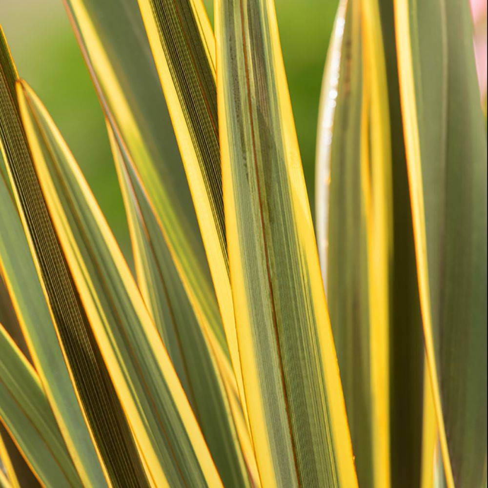 Phormium 'Brown Sugar'- Lin de Nouvelle-Zélande - Image 1