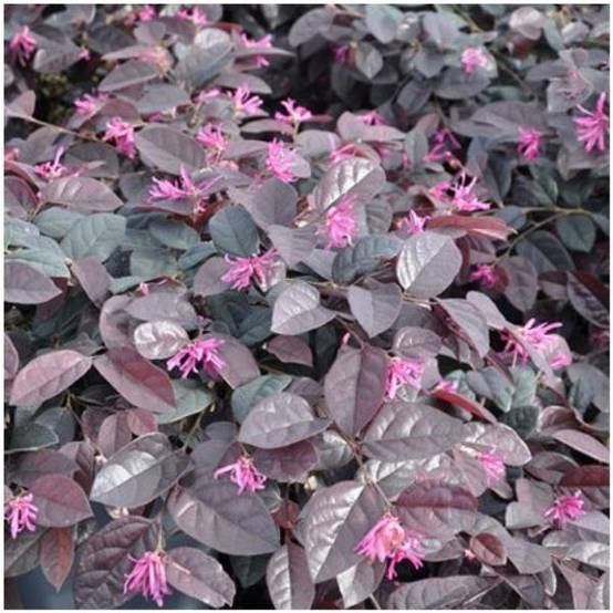 Loropetalum Fire Dance - Image 1
