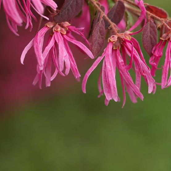 Loropetalum Fire Dance - Image 4