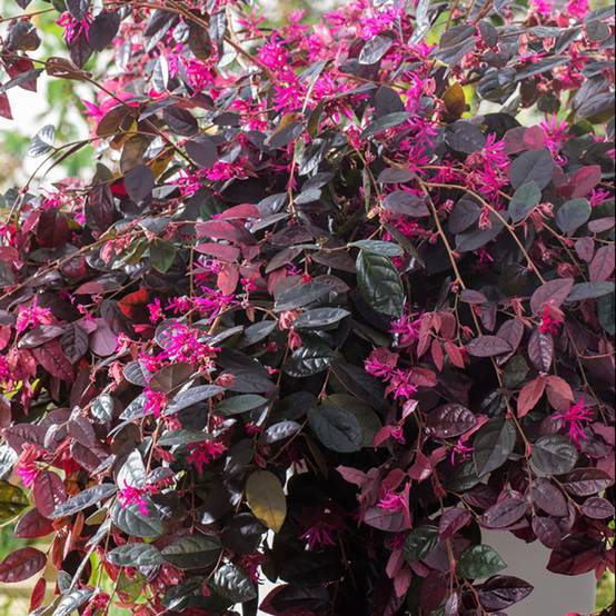 Loropetalum Fire Dance - Image 6