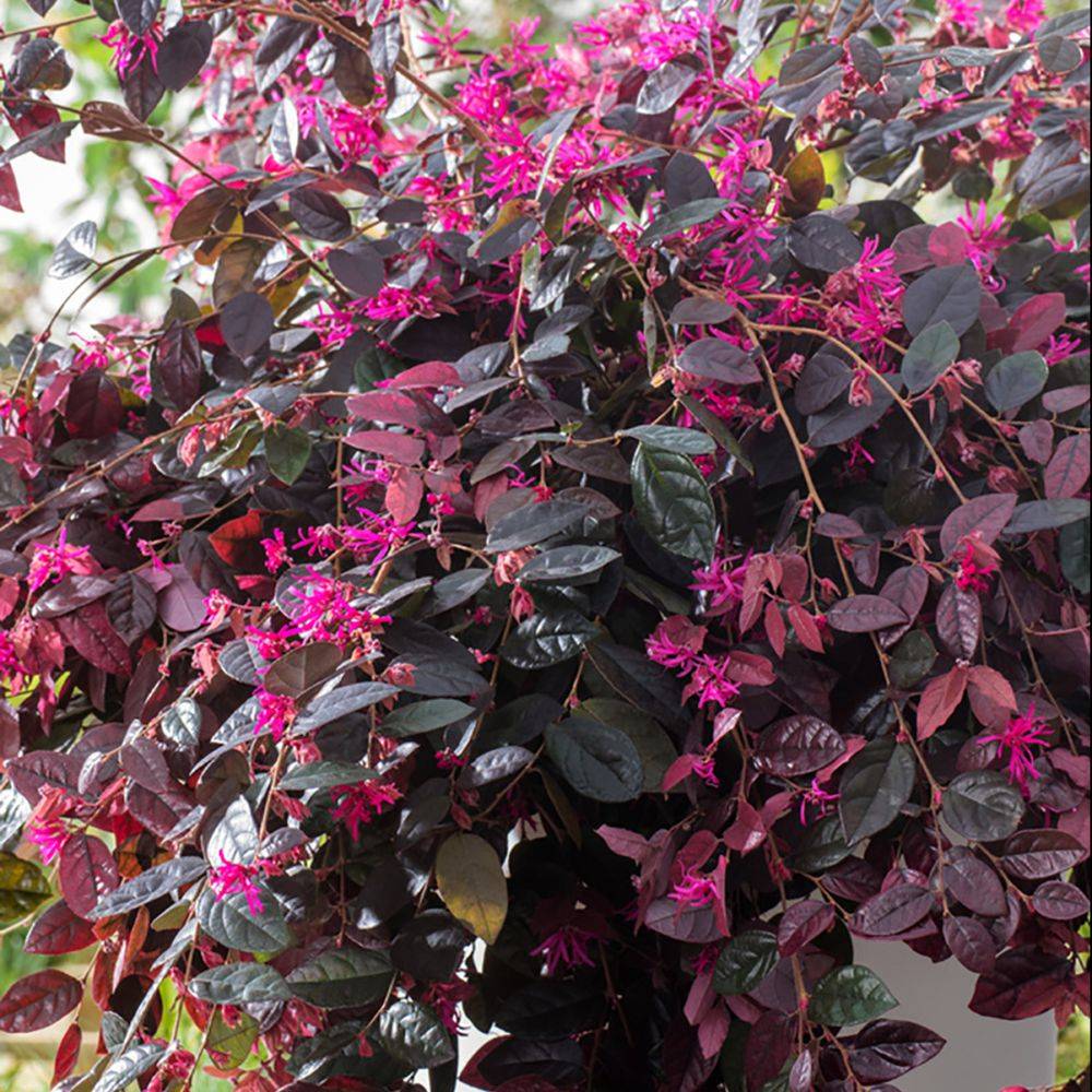 Loropetalum Fire Dance - Image 6