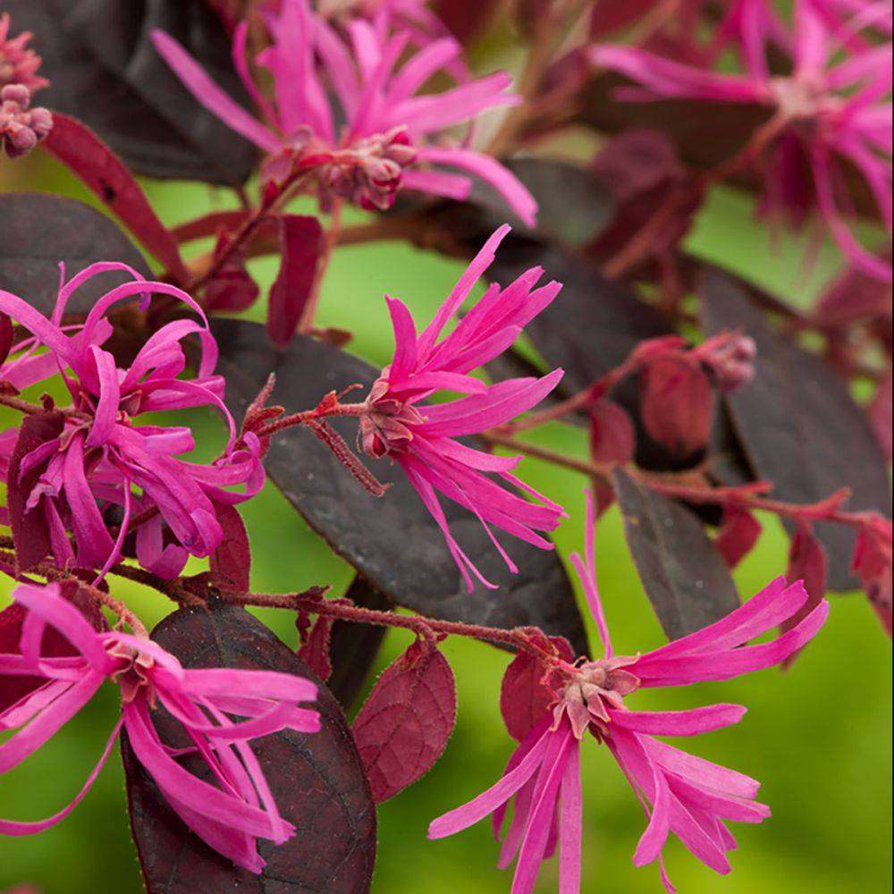 Loropetalum Fire Dance - Image 2