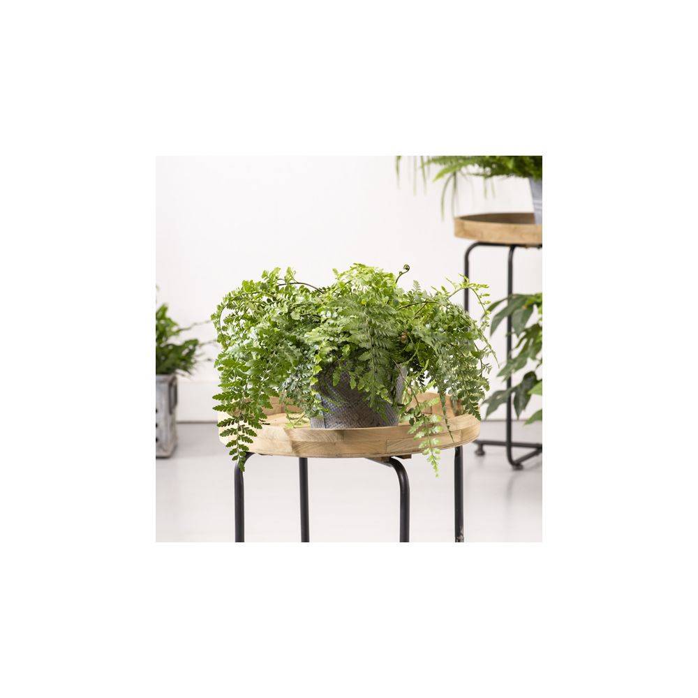 ASPLENIUM parvati - Image 2