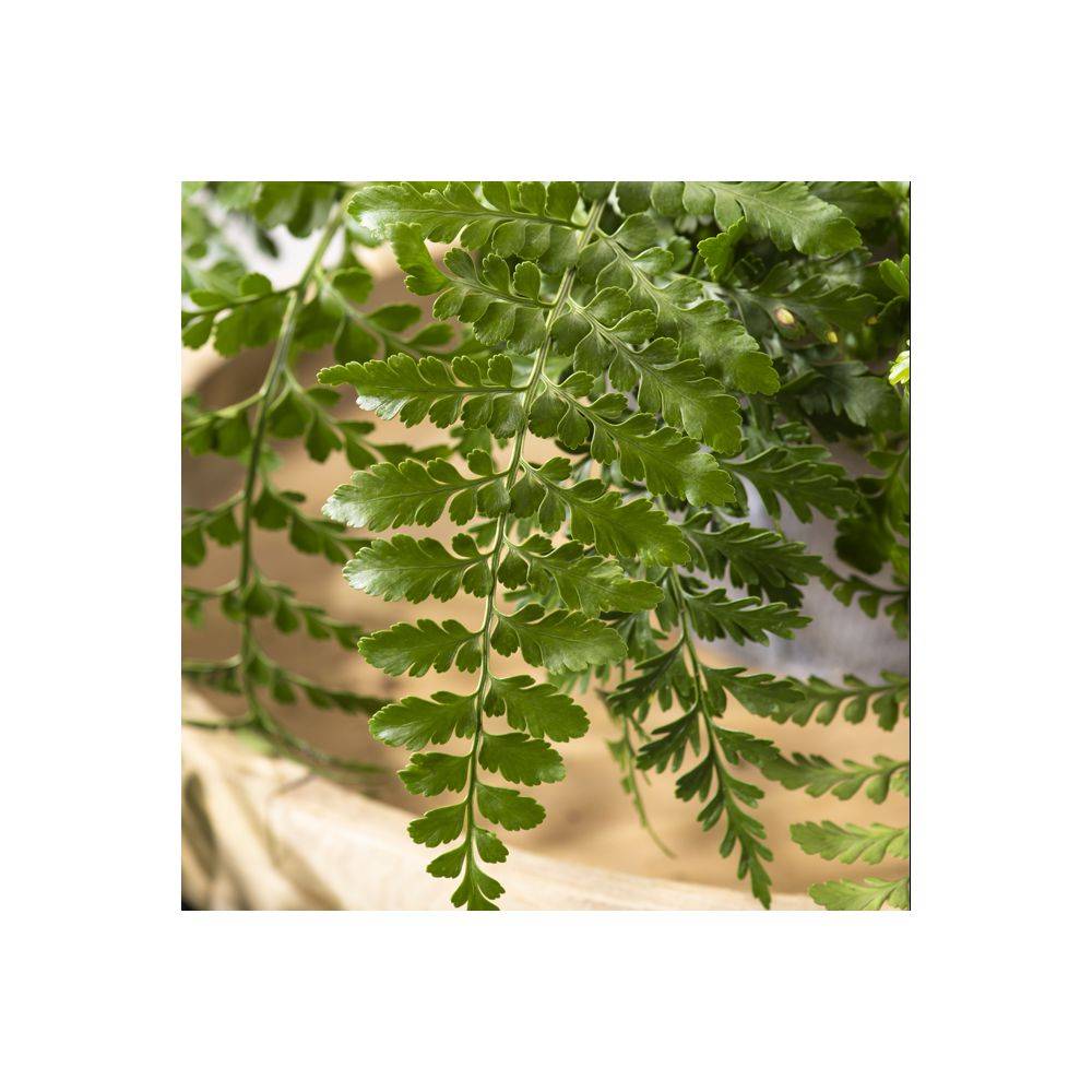 ASPLENIUM parvati - Image 3