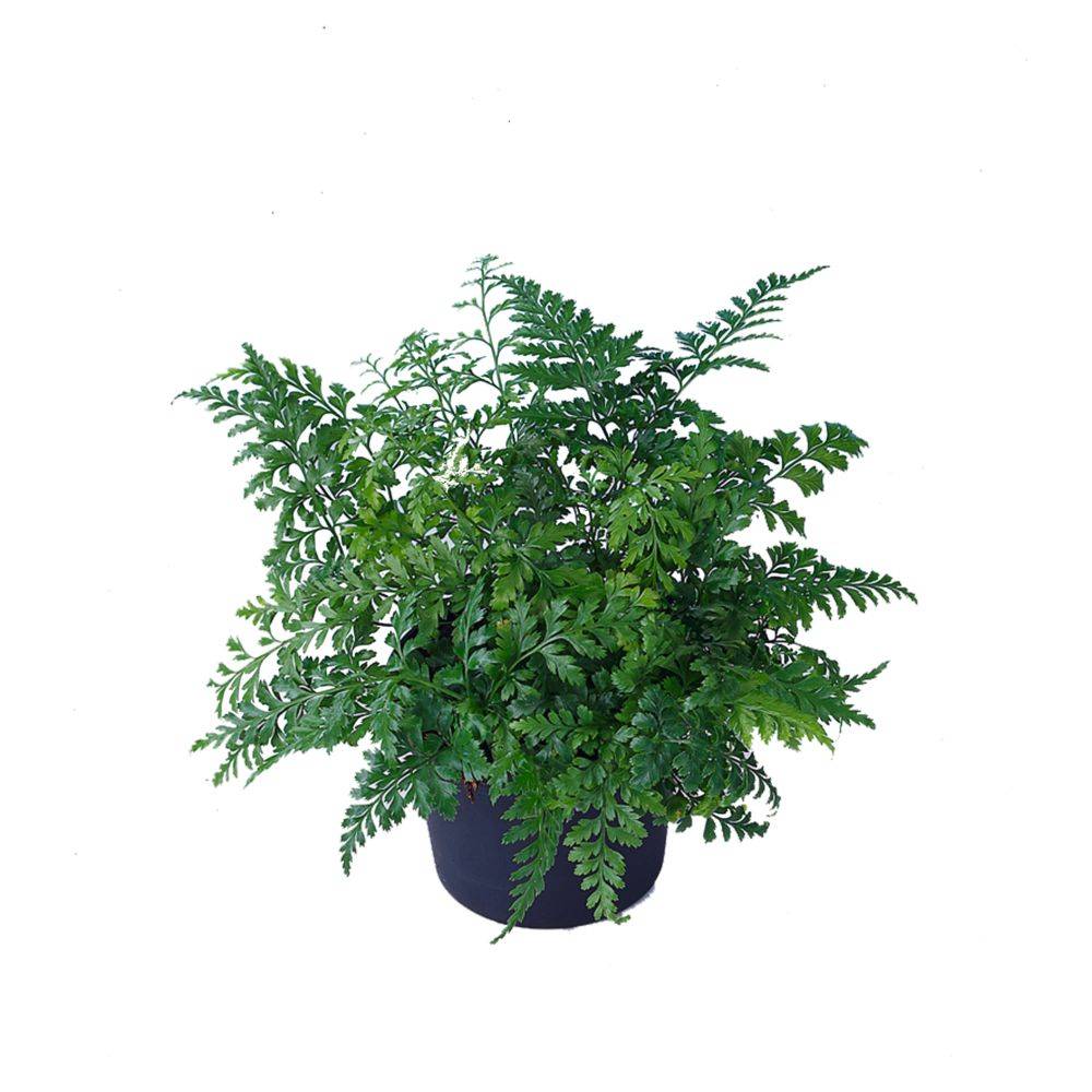 ASPLENIUM parvati - Image 1