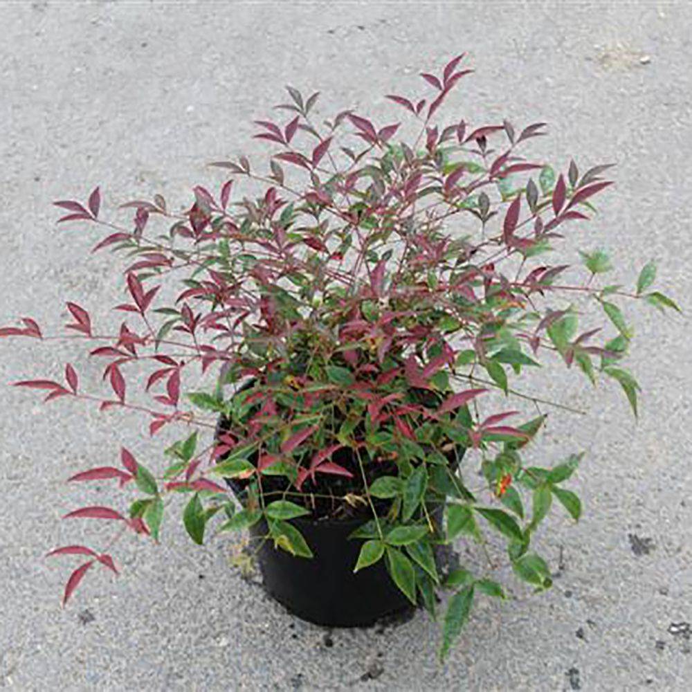 Bambou sacré - Nandina Flirt Murazaki