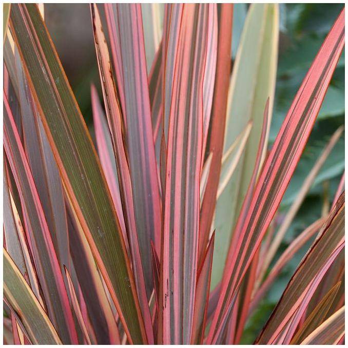 Phormium 'Maori Chief' - Lin de Nouvelle-Zélande