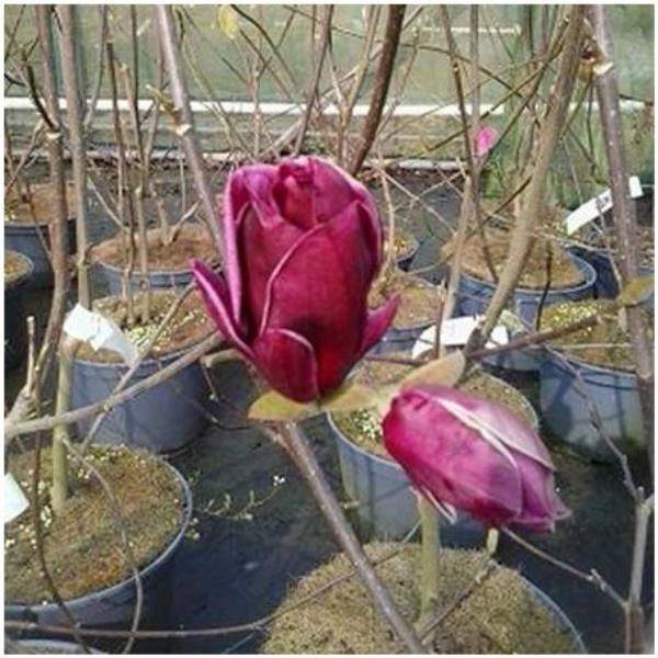 Magnolia greffé 'Génie'