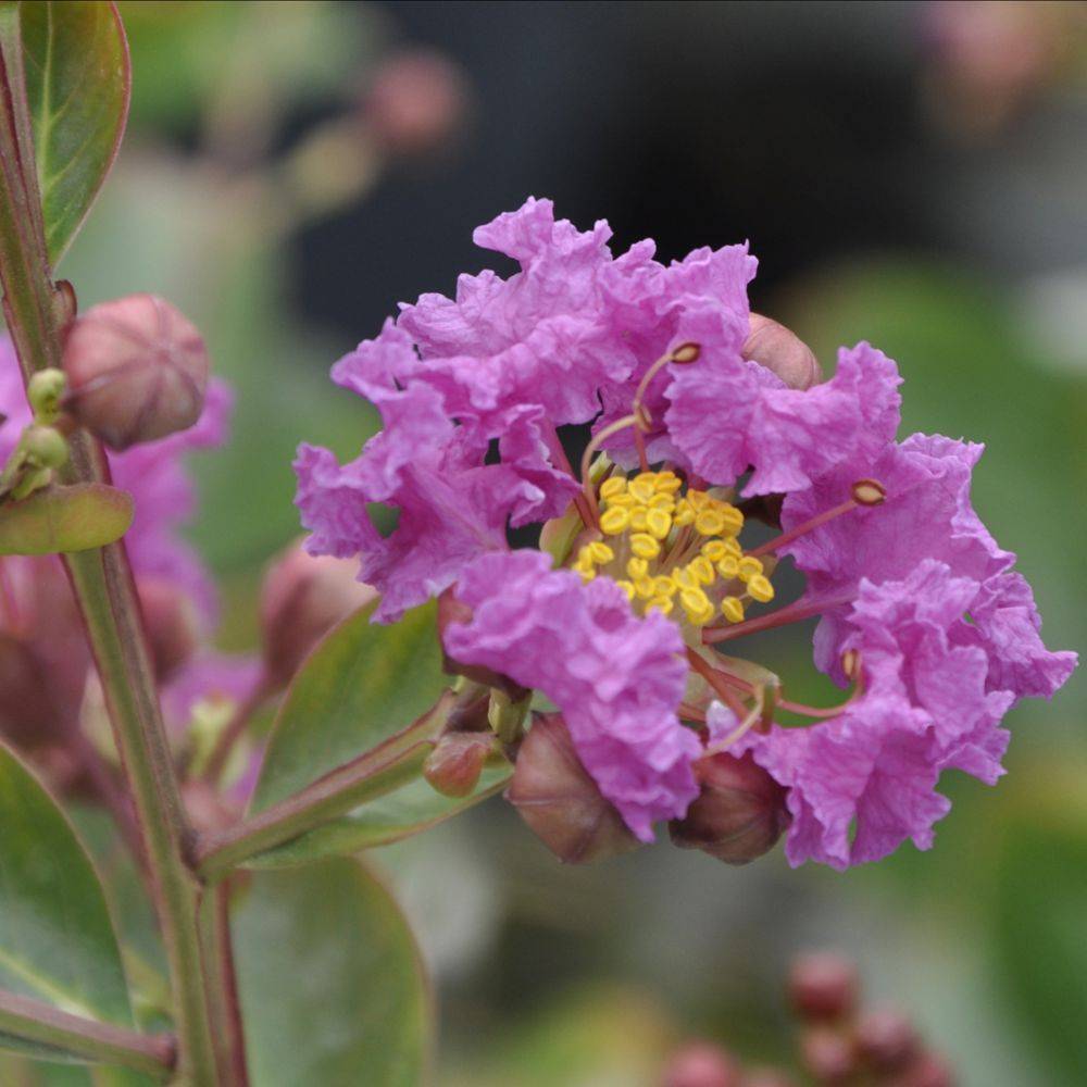 Lilas des Indes Lagerstroemia Violet d'été