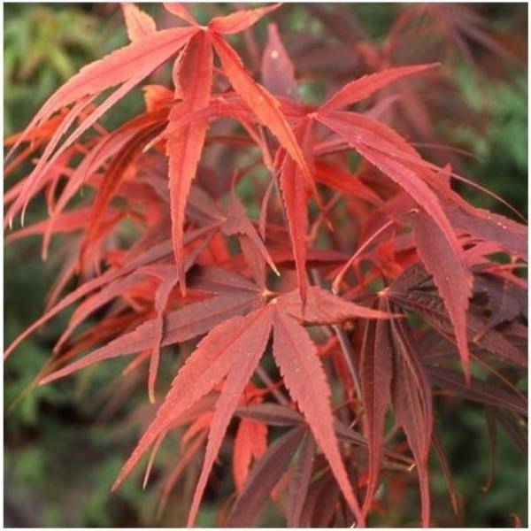 Erable du Japon 'Red Emperor' - Image 2