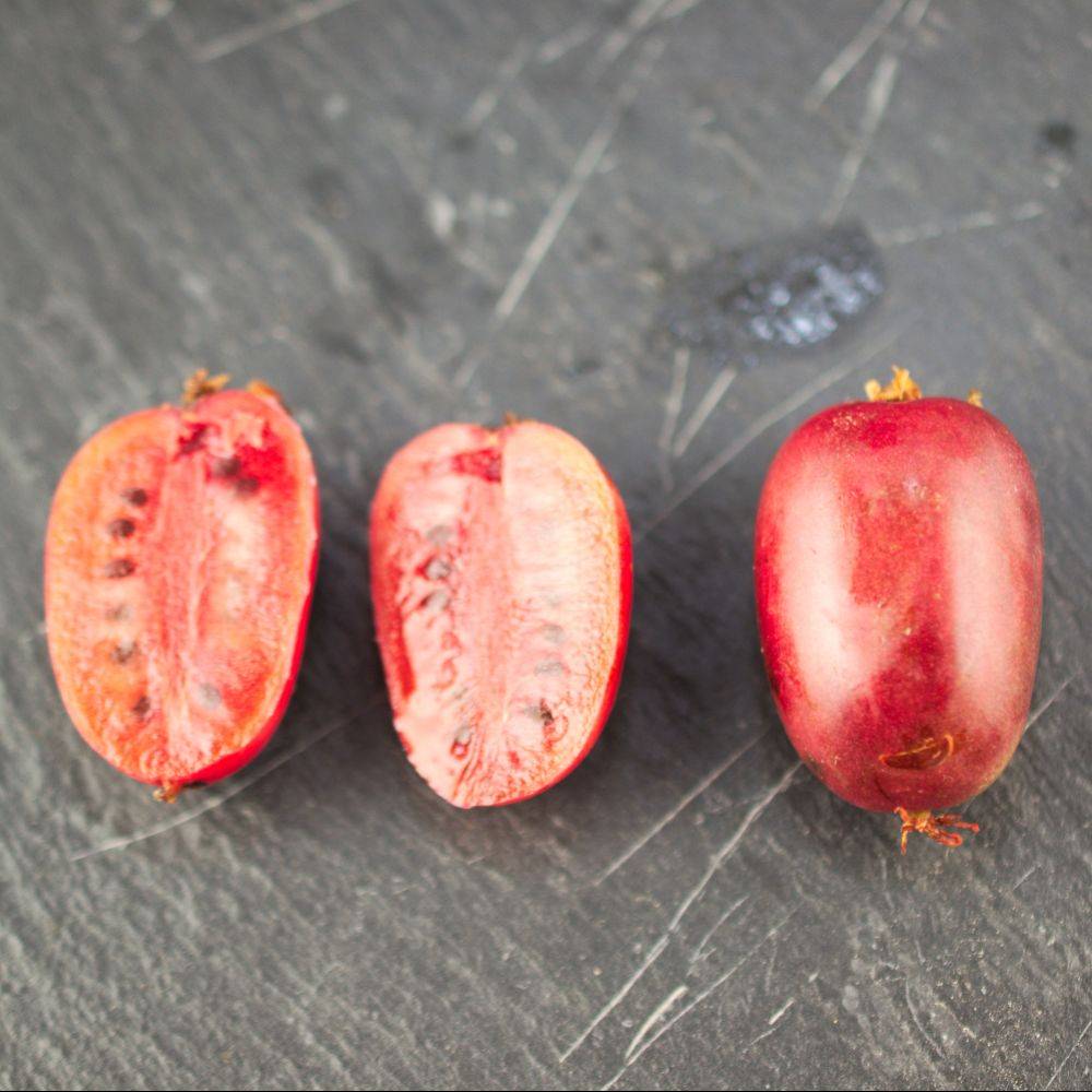 Kiwaï ou Kiwi arguta 'Ken's Red' (Femelle)