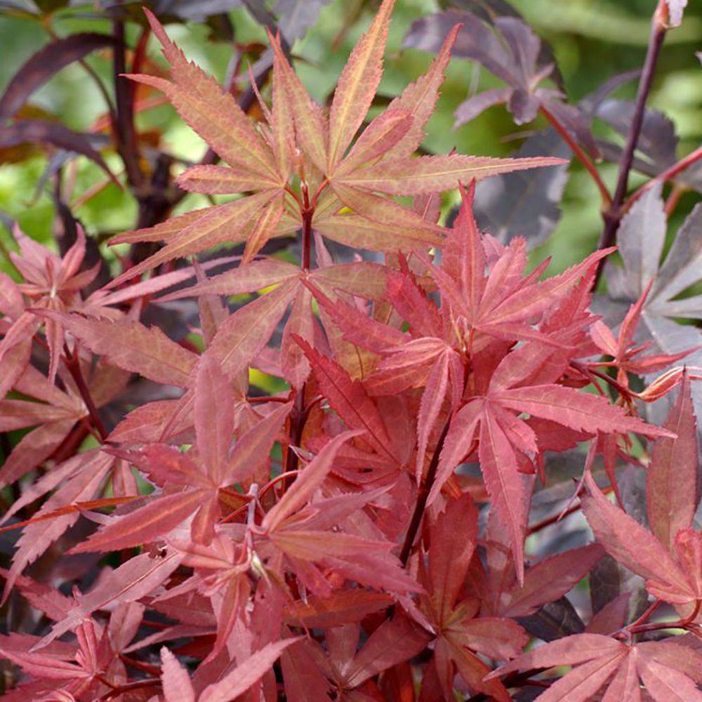 Erable du Japon 'Skeeters Broom' - Image 1