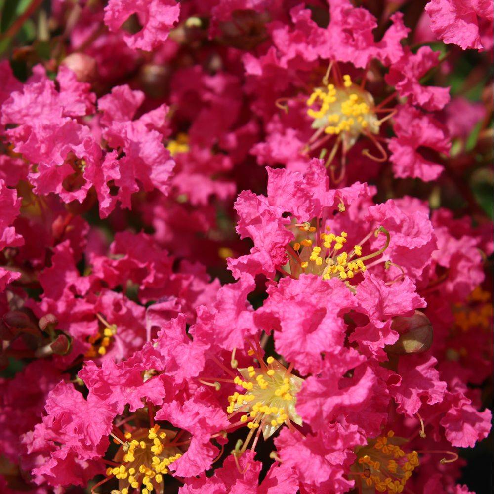 Lilas des Indes Bergerac® - Image 2
