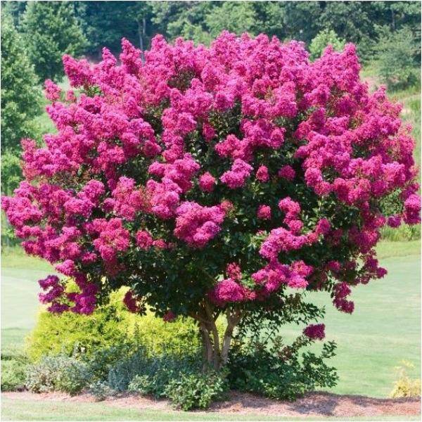 Lilas des Indes Bergerac® - Image 5
