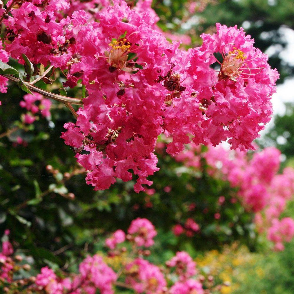 Lilas des Indes Bergerac® - Image 1