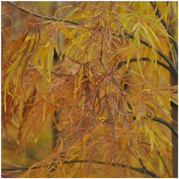 Erable du Japon 'Viridis'