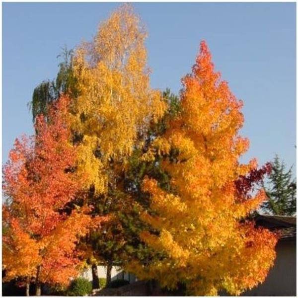 Liquidambar - Copalme d'Amérique - Image 7