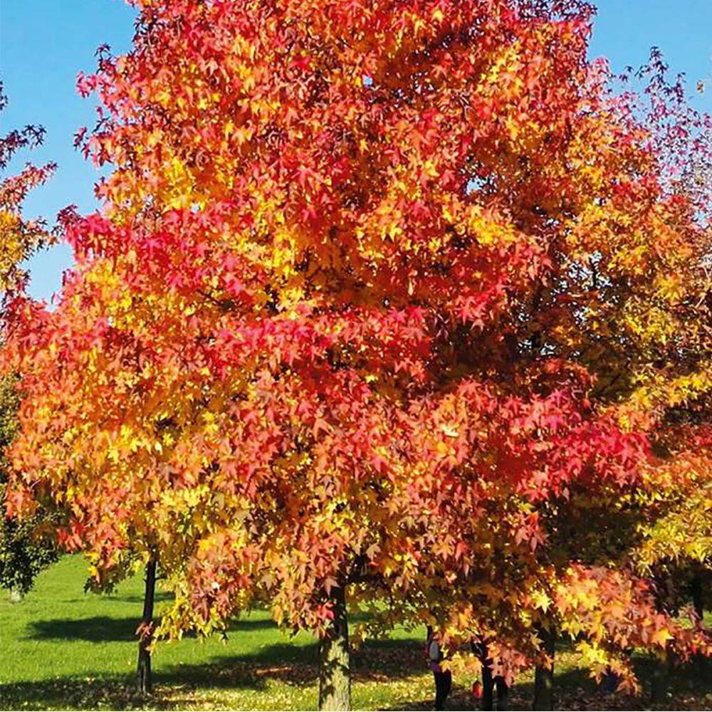 Liquidambar - Copalme d'Amérique - Image 3