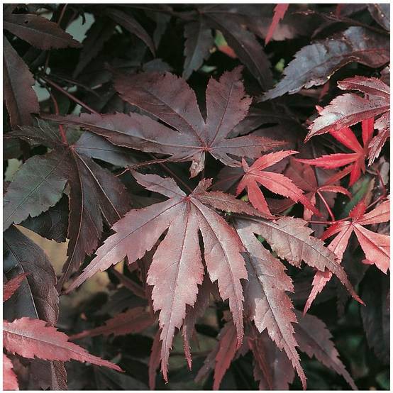 Erable du Japon 'Bloodgood' - Image 1