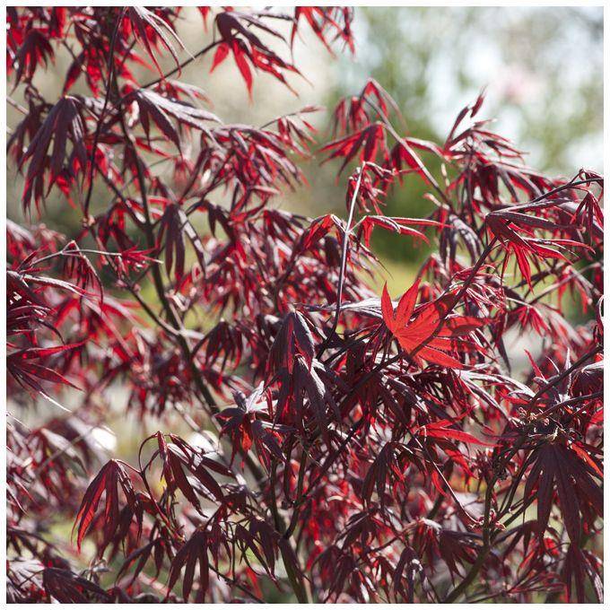 Erable du Japon 'Bloodgood' - Image 3