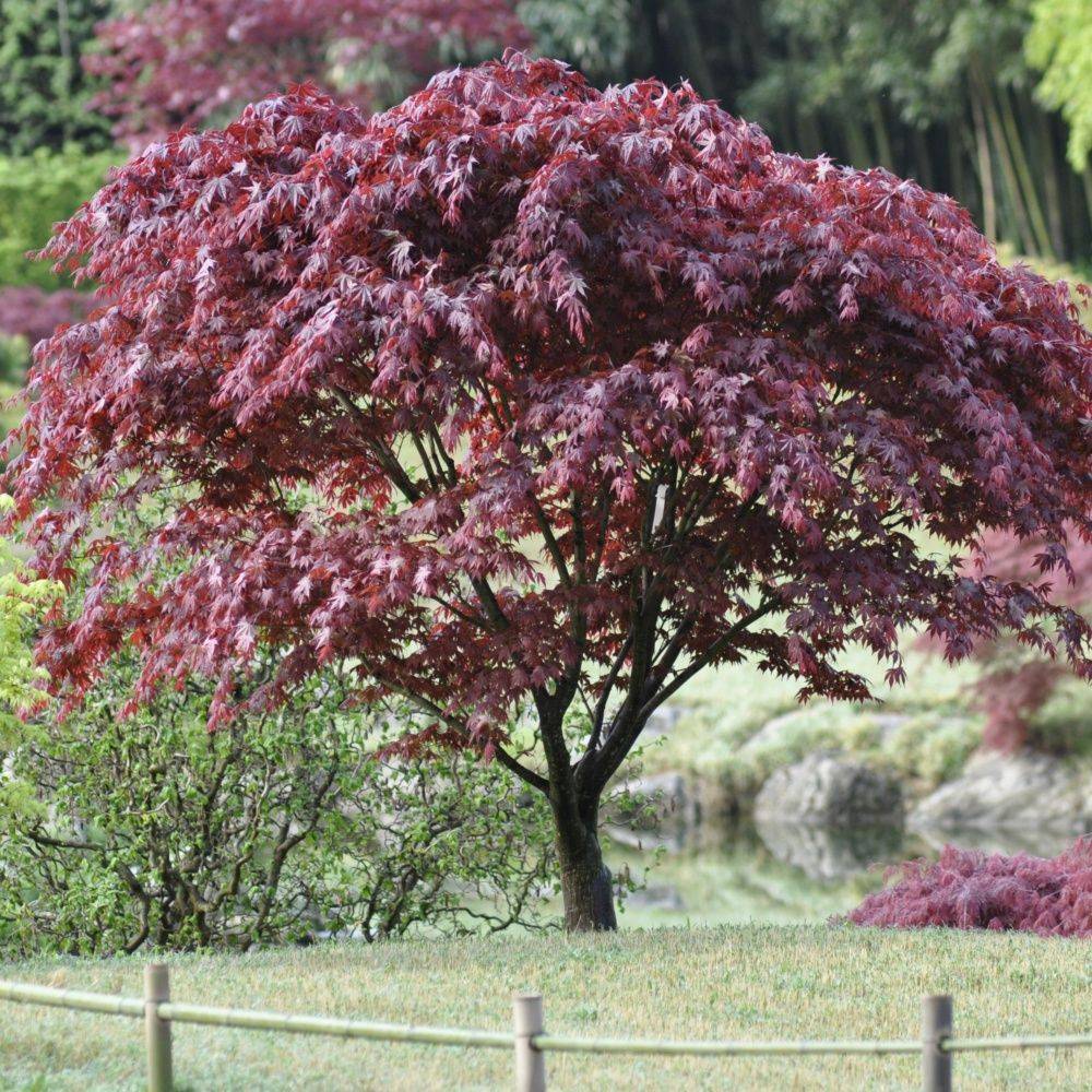 Erable du Japon 'Bloodgood' - Image 7