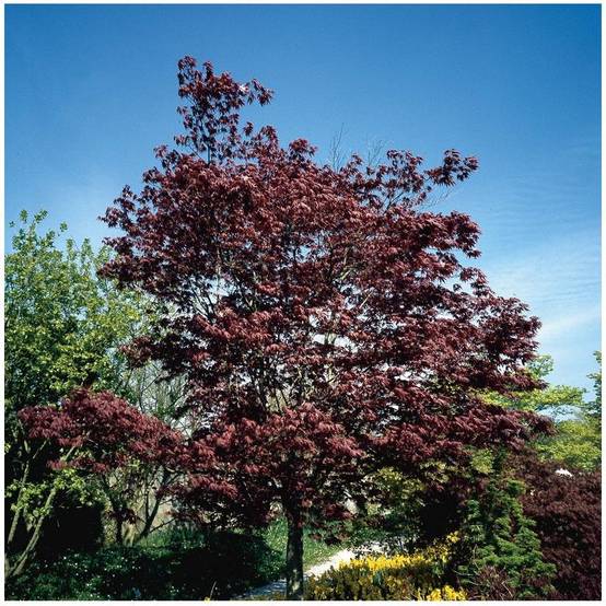 Erable du Japon 'Bloodgood' - Image 2