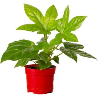 Aralia du Japon - Fatsia japonica