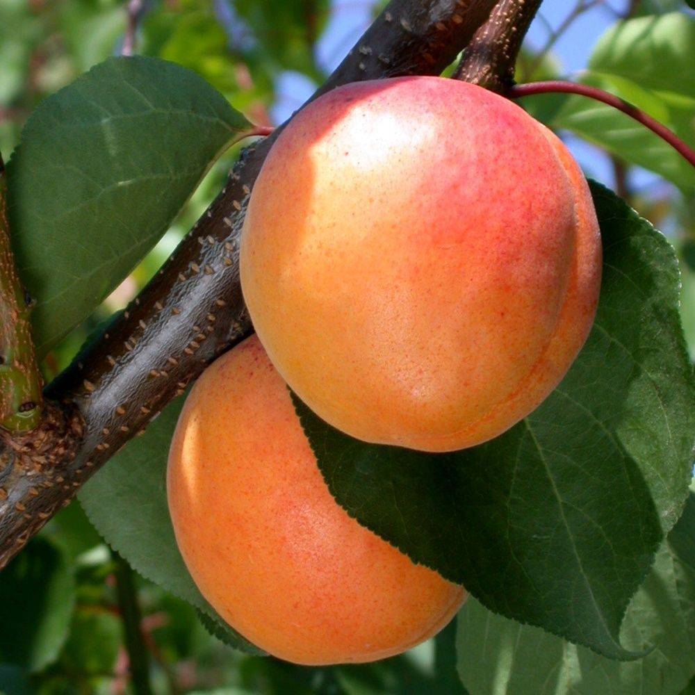 Abricotier 'Tardif de Tain' : taille gobelet, en pot