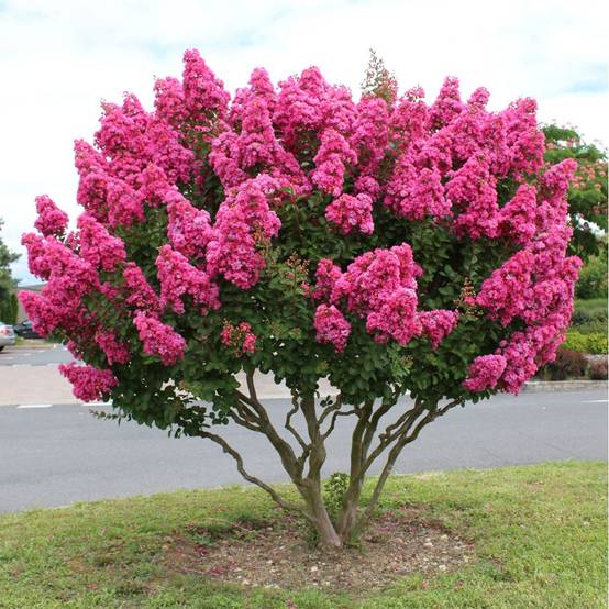 Lilas des Indes Périgord Pourpre® - Image 2