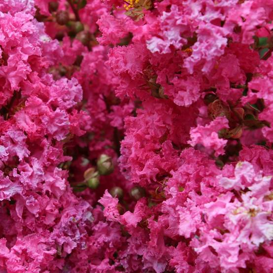 Lilas des Indes Périgord Pourpre® - Image 5