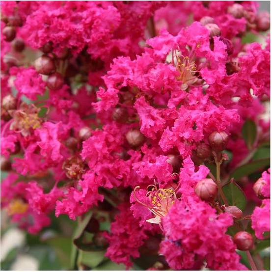 Lilas des Indes Périgord Pourpre® - Image 1
