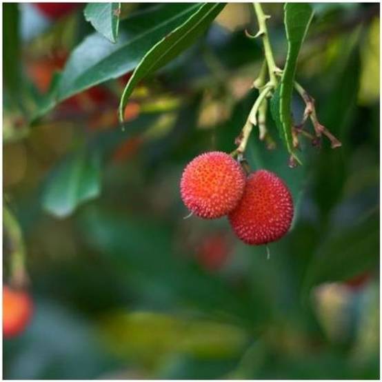 Arbousier commun ou Arbre aux fraises