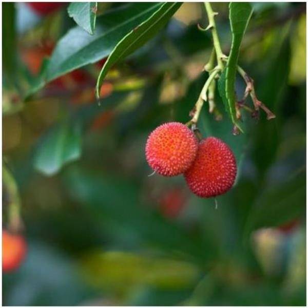 Arbousier commun ou Arbre aux fraises