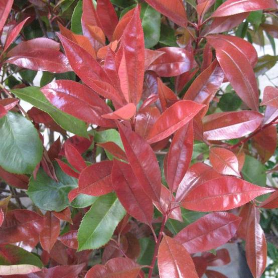 Photinia 'Red robin' - Image 5
