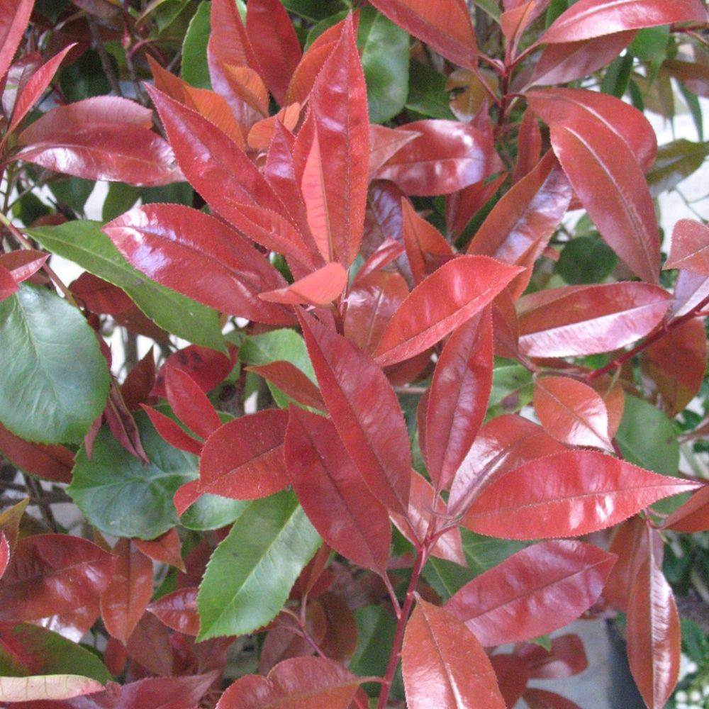 Photinia 'Red robin' - Image 5