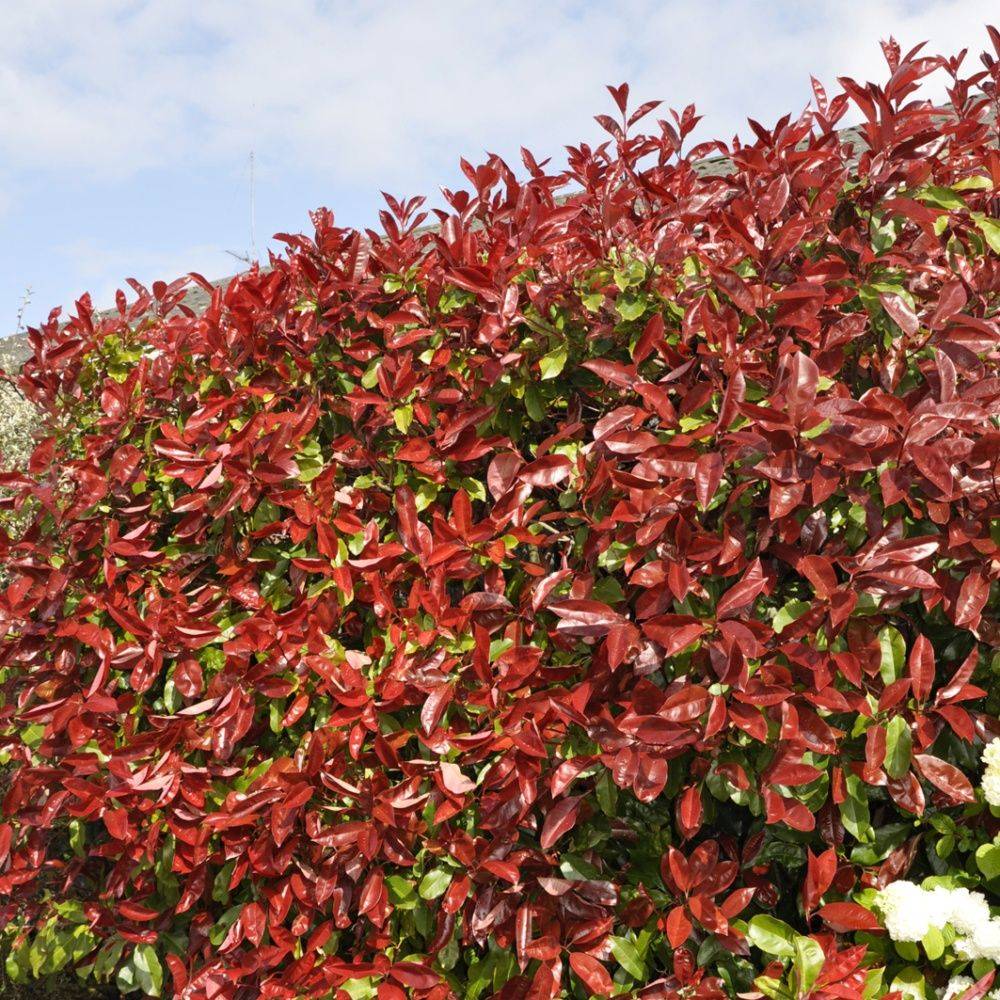 Photinia 'Red robin' - Image 4