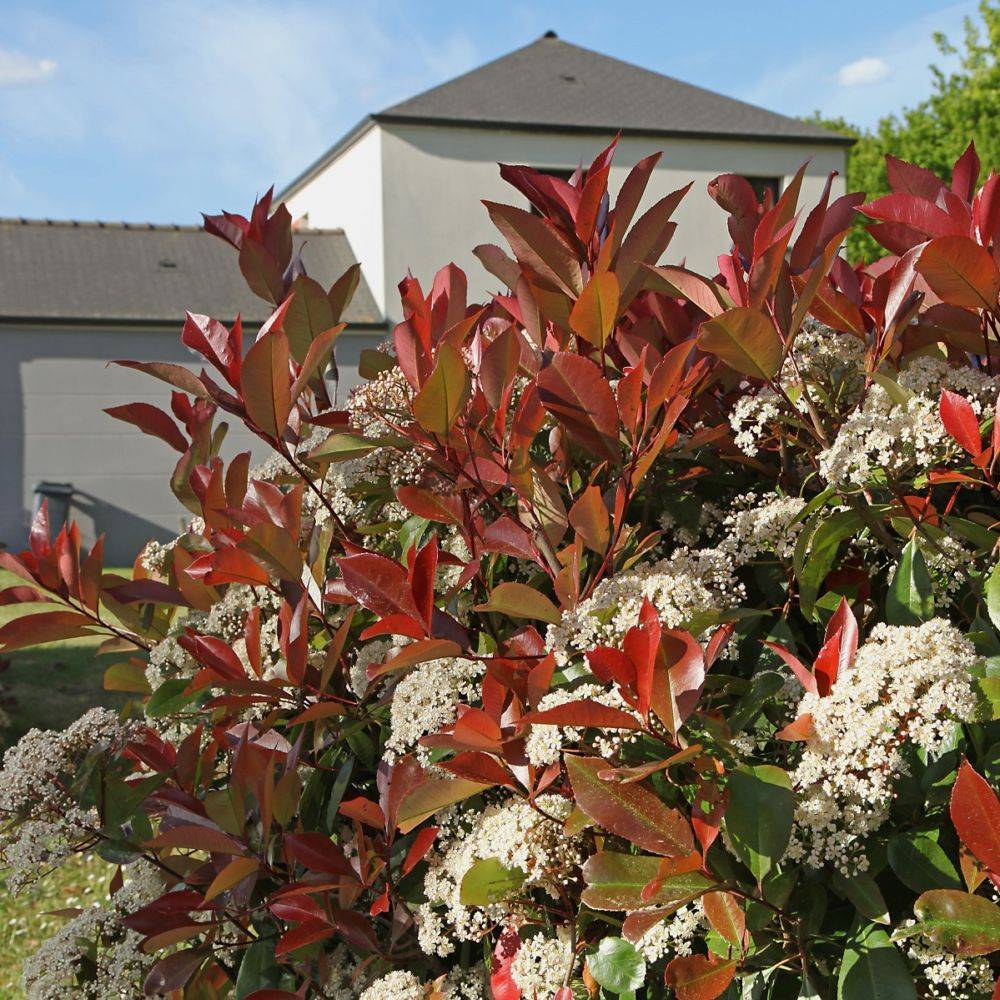 Photinia 'Red robin' - Pot de 3 litres - Jardiland