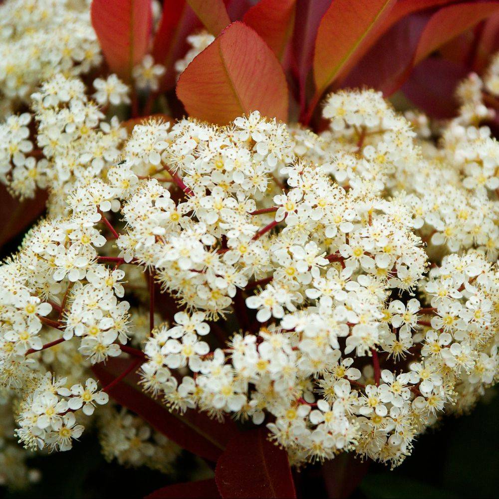 Photinia 'Red robin' - Image 3