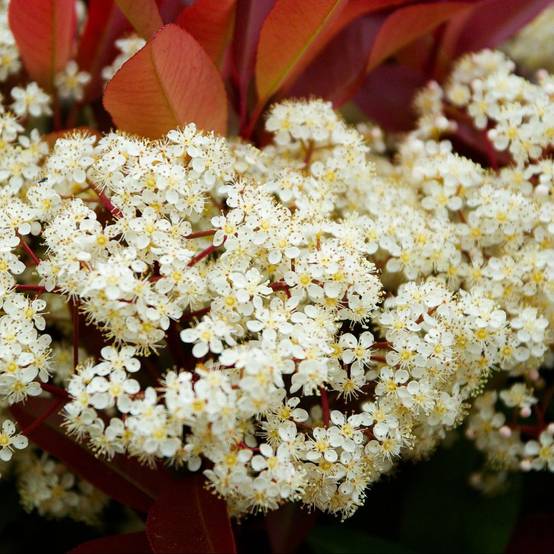 Photinia 'Red robin' - Image 3