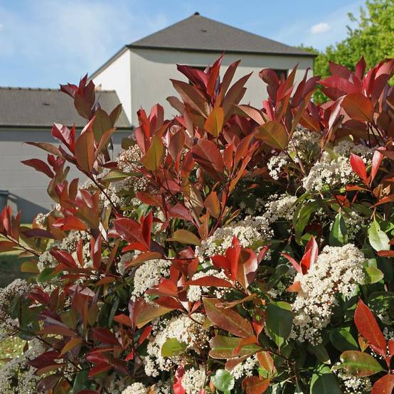 Photinia 'Red robin' - Image 2