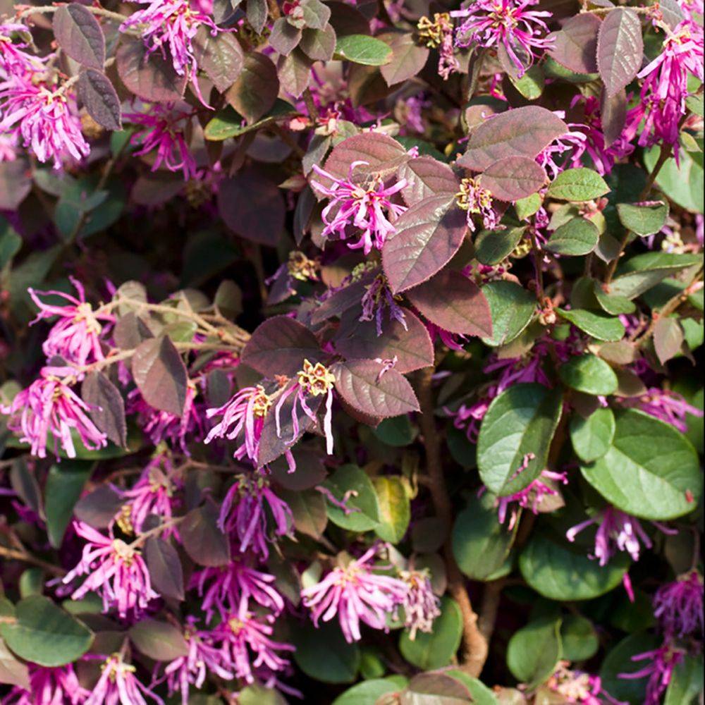 Loropetalum Pipa's Red - Image 2