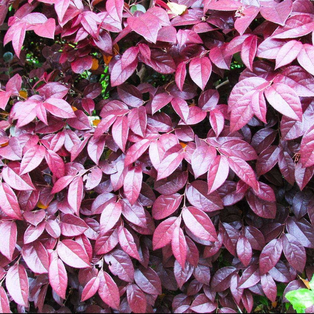 Loropetalum Pipa's Red