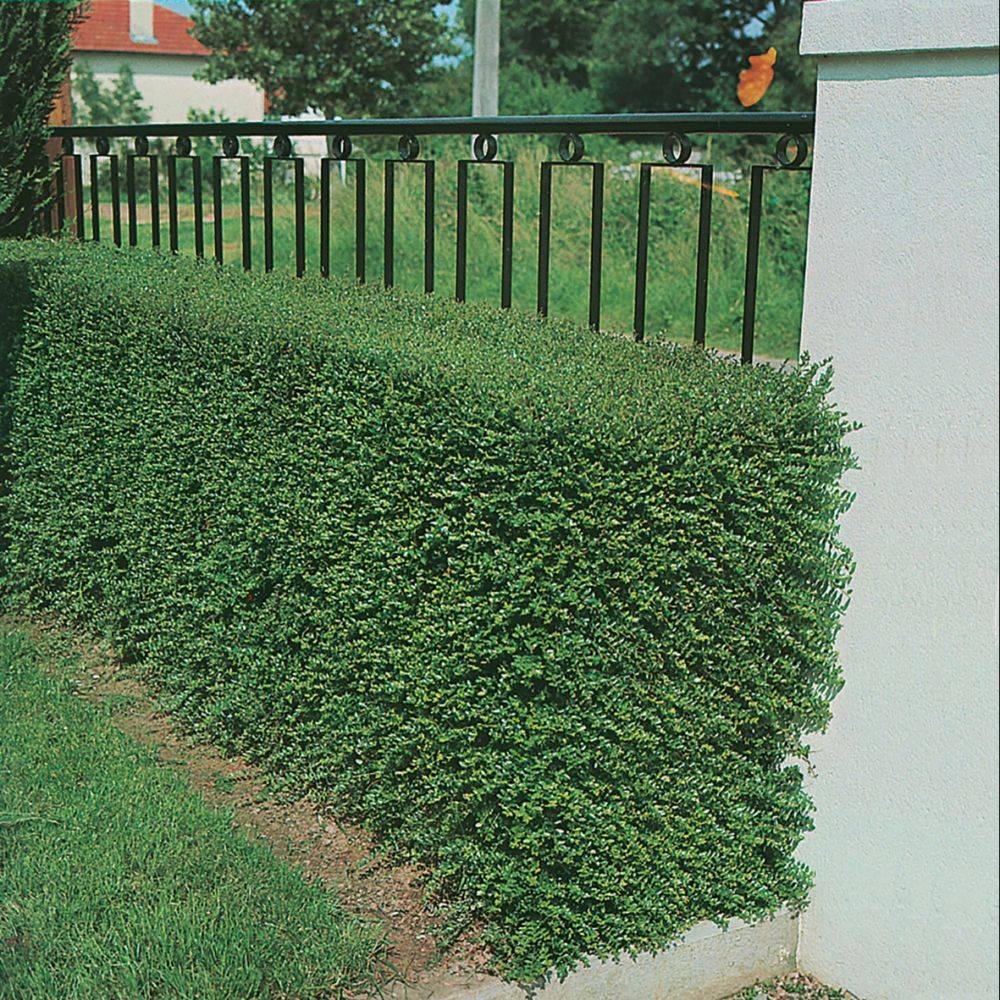 Chèvrefeuille arbustif - Image 1