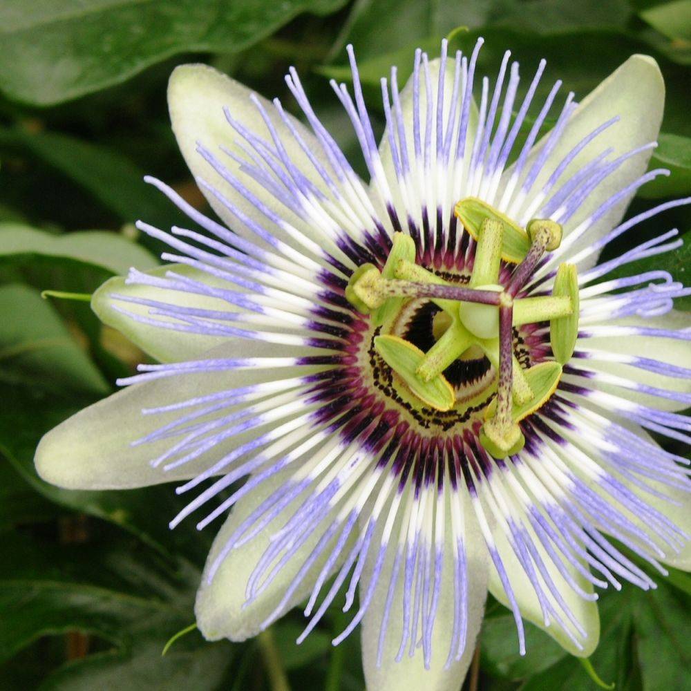 Passiflore Clear Sky®