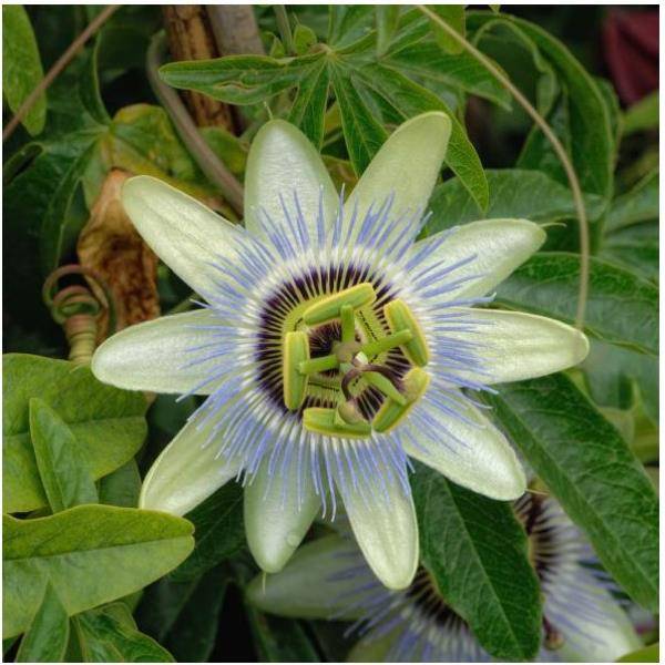Passiflore Clear Sky® - Image 1