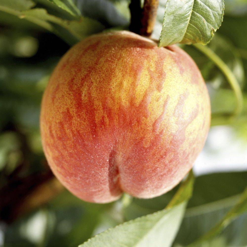 Pêcher 'Grosse Mignonne' : taille en gobelet, en pot