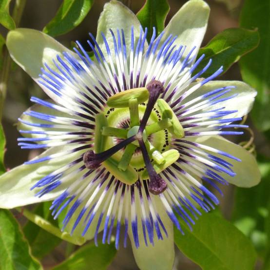 Passiflore caerulea - Image 5