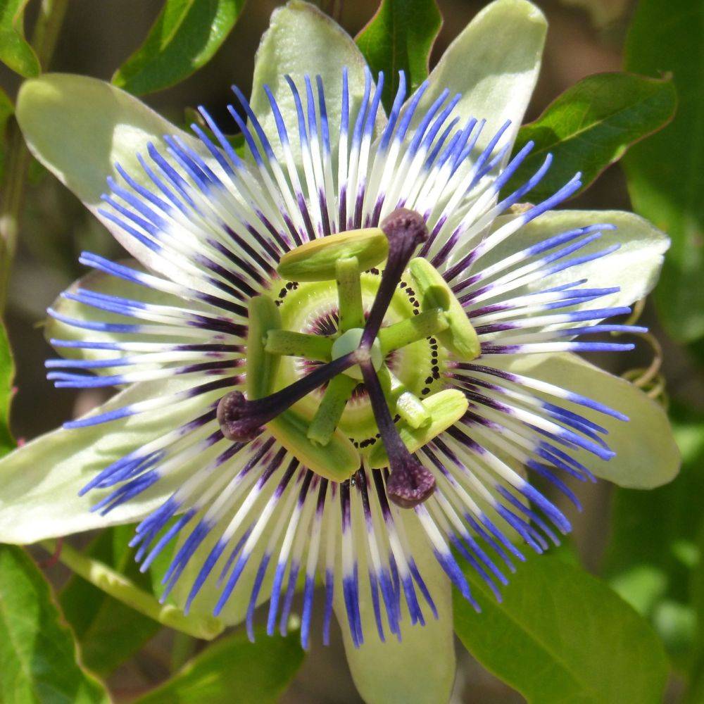 Passiflore caerulea - Image 5