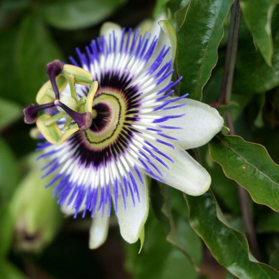Passiflore caerulea - Image 6