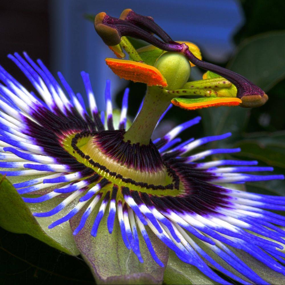 Passiflore caerulea - Image 2